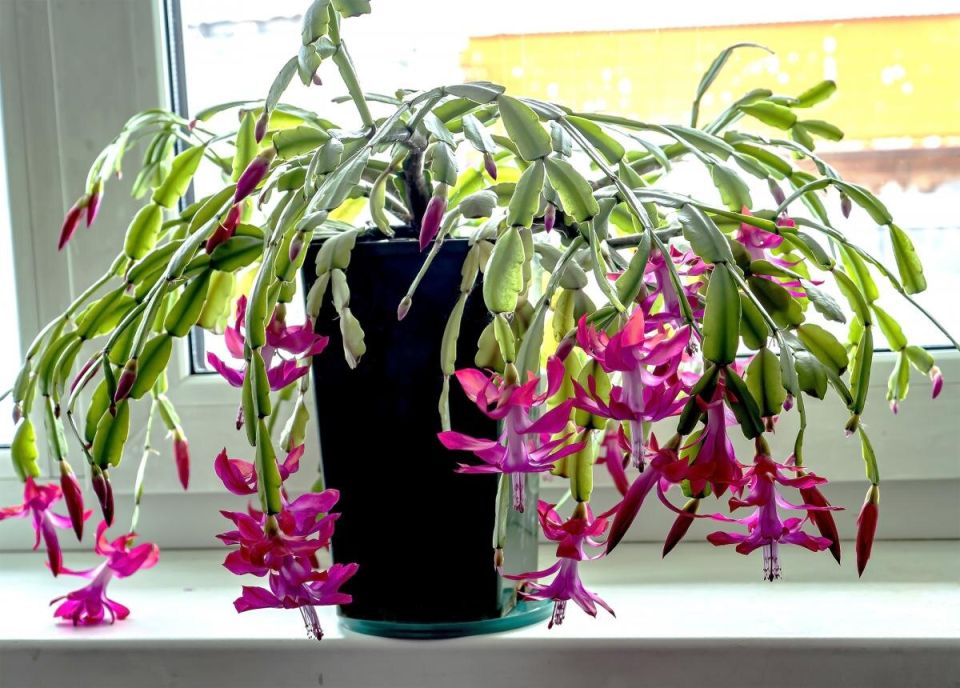 ���� �� ���������������: ������ ��� ������� ��������