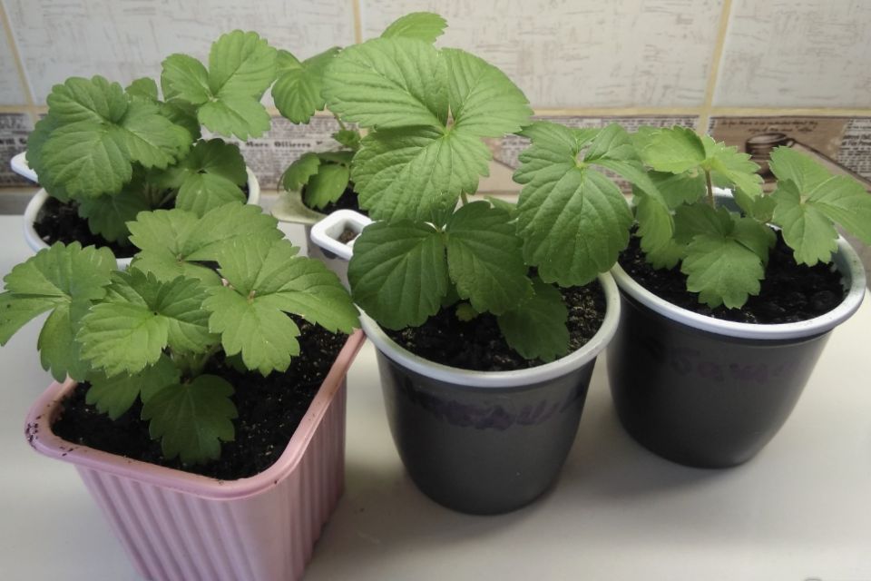 ��� ������� ��������� ��������� �� �����: ��������� �����������