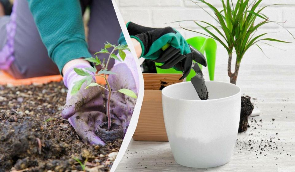 Что можно посеять в декабре: актуальный посевной календарь