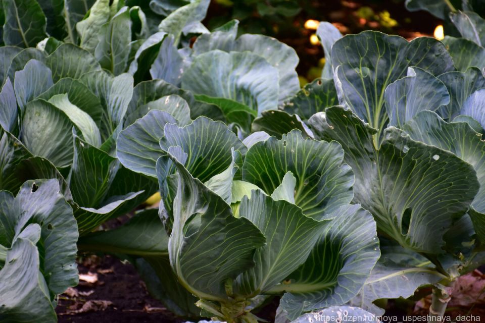 ����� ������� ����� �������� �������: ������� �������� ��������