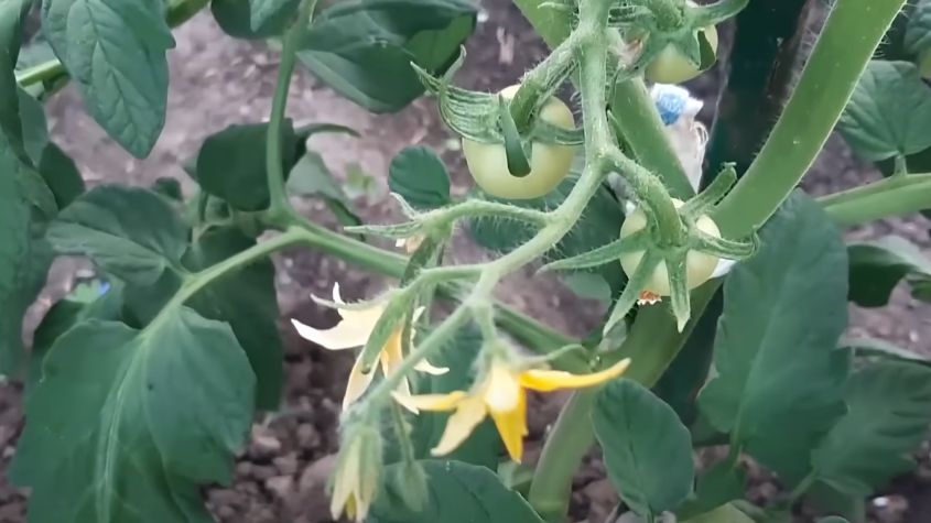 ��� ��������� ����� ������� ������ ������� �� ������� ����